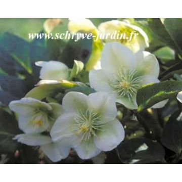 Jouluruusu White Beauty