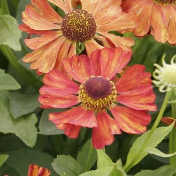 Syyshohdekukka Fiesta