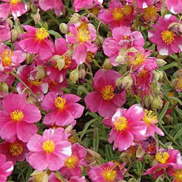Päivännouto Raspberry Ripple
