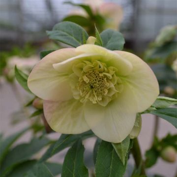 Idänjouluruusu Anemone Apricot