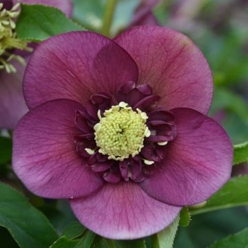 Idänjouluruusu Anemone Red