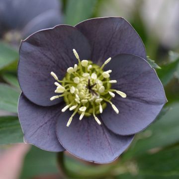 Idänjouluruusu Slaty Blue