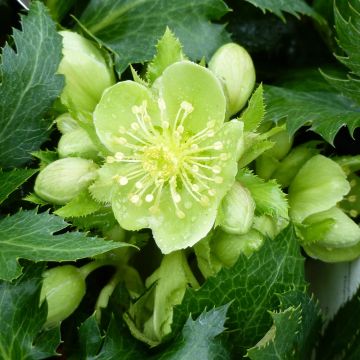 Jouluruusu Boughton Beauty
