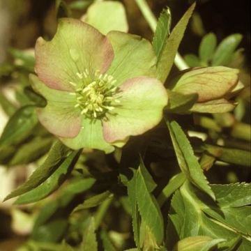 Jouluruusu - Helleborus torquatus