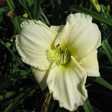 Tarhapäivänlilja White Temptation