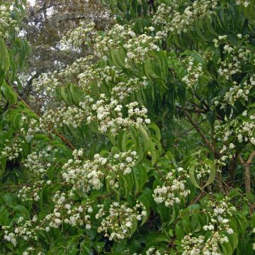 Seitsama - Heptacodium miconioides