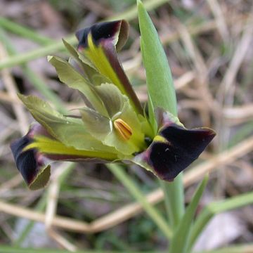 Siipikurjenmiekka - Iris tuberosus