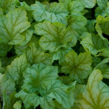 Tarhakeijunkukka Mint Julep
