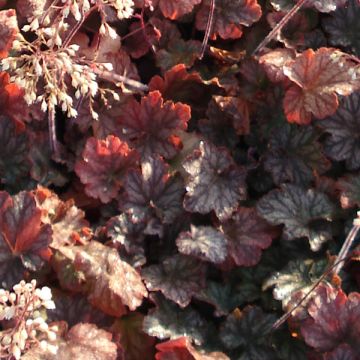 Tarhakeijunkukka Pinot Noir
