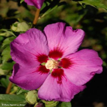Syyrianhiiskus Russian Violet
