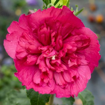 Syyrianhiiskus Ruby Chiffon