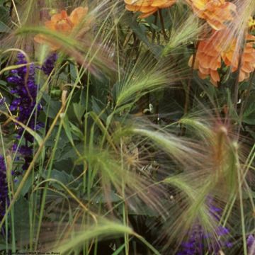 Partaohra - Hordeum jubatum