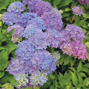 Jalohortensia Tovelit
