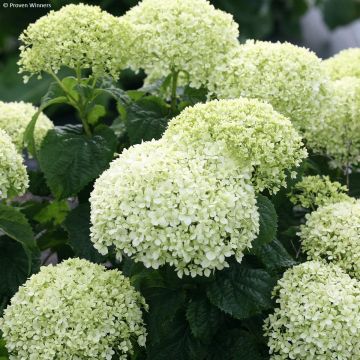 Pallohortensia BellaRagazza Limetta