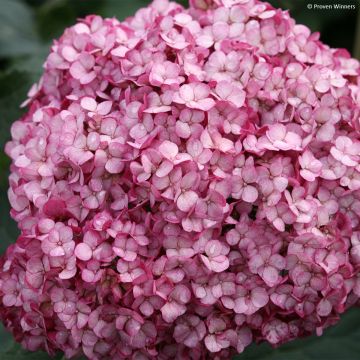 Pallohortensia BellaRagazza Mauvette