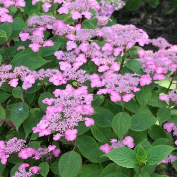 Safiirihortensia Avelroz