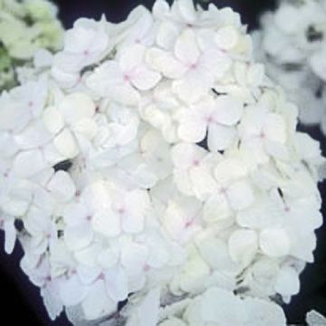 Jalohortensia Bichon Blanc
