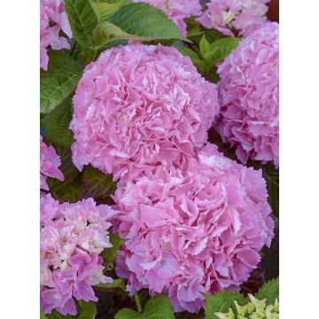 Jalohortensia Big Data Pink