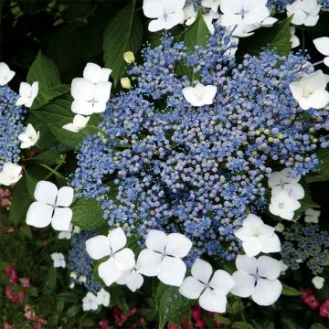 Safiirihortensia Blue Bird