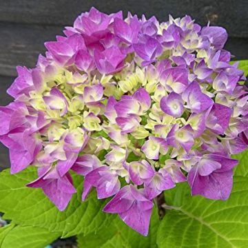 Jalohortensia Flair & Flavours Sweet Cupcake
