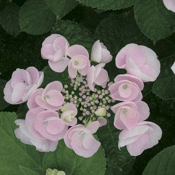 Jalohortensia Hovaria Hobella