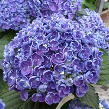 Jalohortensia Hovaria Hopcorn