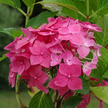 Jalohortensia Constellation