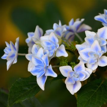 Jalohortensia Star Gazer