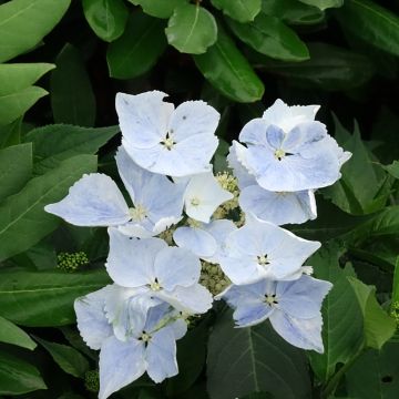 Jalohortensia Renaissance