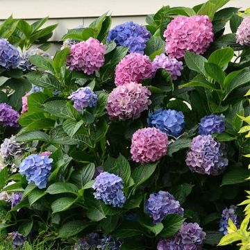Jalohortensia L.A Dreamin