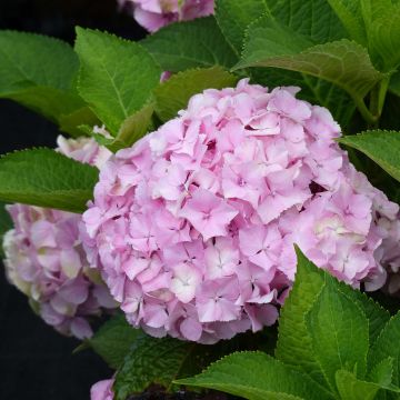 Jalohortensia Magical Harmony