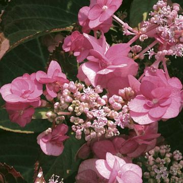 Safiirihortensia Santiago