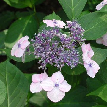 Safiirihortensia Tiara