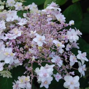 Kehtohortensia Yoraku Tama