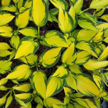 Myöhäiskuunlilja Orange Star