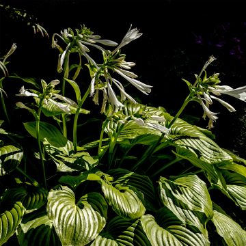 Tuoksukuunlilja - Hosta plantaginea grandiflora