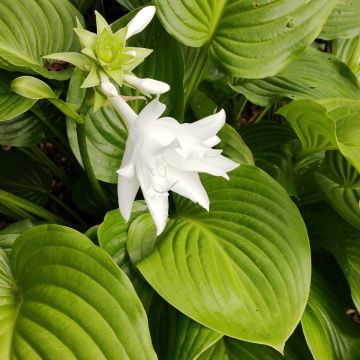 Tuoksukuunlilja Venus