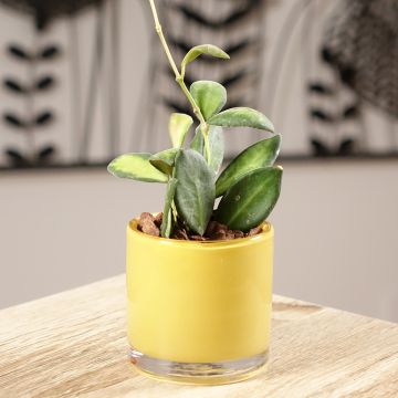 Posliinikukka Variegata