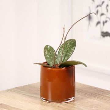 Posliinikukka - Hoya sigillatis