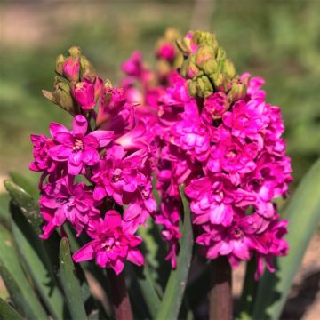 Hyasintti Red Diamond