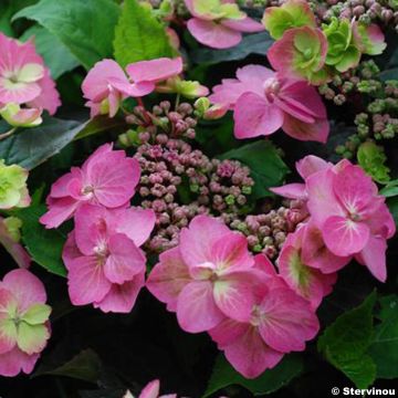 Safiirihortensia Cotton Candy