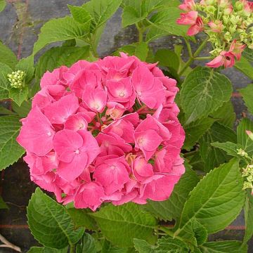 Jalohortensia Glowing Amber