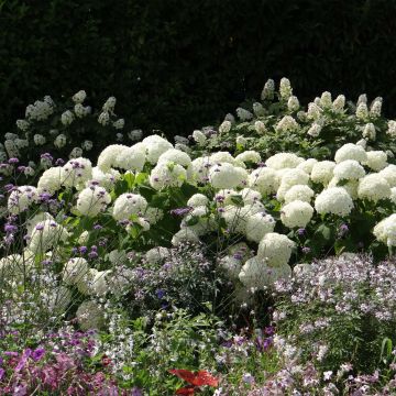 Pallohortensia Annabelle