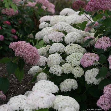 Pallohortensia BellaRagazza Blanchetta