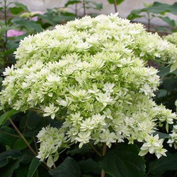 Pallohortensia Hayes Starbust