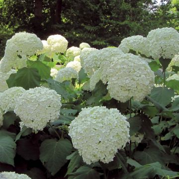 Pallohortensia Strong Annabelle