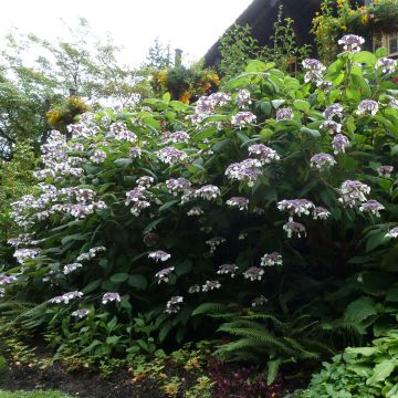 Samettihortensia Macrophylla