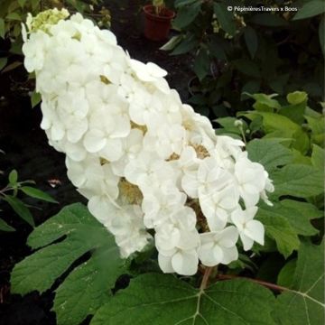 Tammihortensia Amethyst