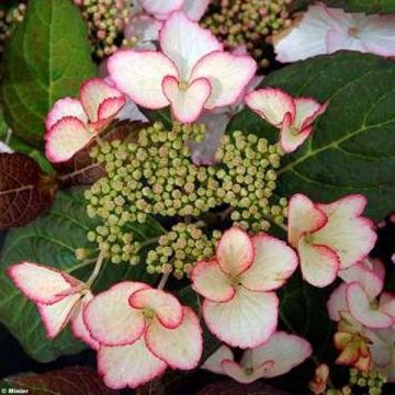 Jalohortensia Dolce Kiss