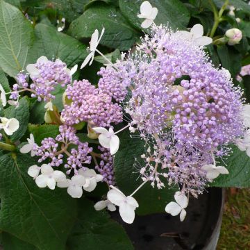 Kehtohortensia Late Love